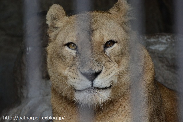 ２０１４年９月　熊本市動物園　その１　常同マルル_a0052986_7183912.jpg