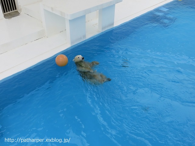 ２０１４年９月　熊本市動物園　その１　常同マルル_a0052986_7315545.jpg