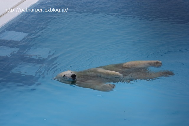 ２０１４年９月　熊本市動物園　その１　常同マルル_a0052986_7323970.jpg