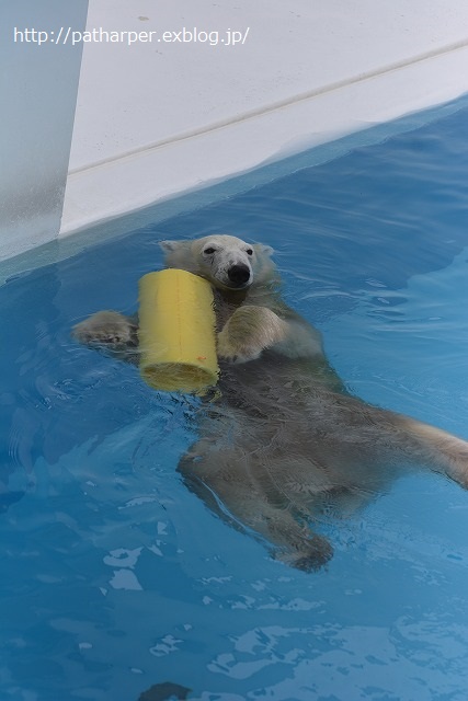 ２０１４年９月　熊本市動物園　その１　常同マルル_a0052986_733419.jpg