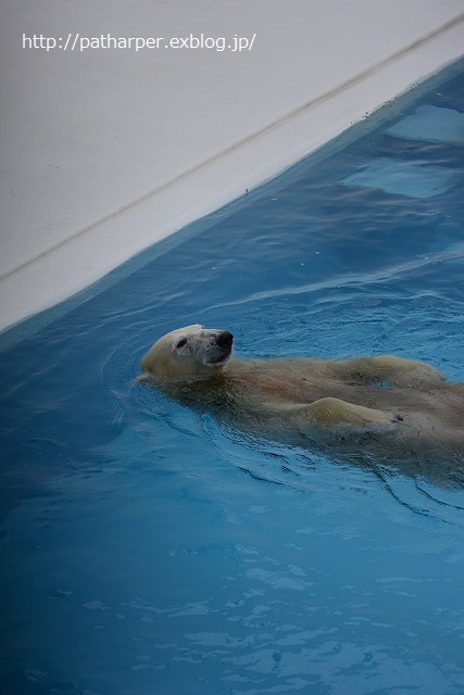 ２０１４年９月　熊本市動物園　その１　常同マルル_a0052986_7355868.jpg