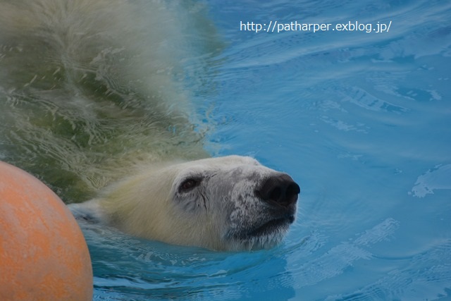 ２０１４年９月　熊本市動物園　その１　常同マルル_a0052986_7364649.jpg