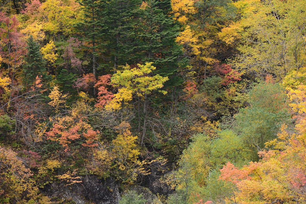 豊平峡の紅葉_c0240388_1650952.jpg