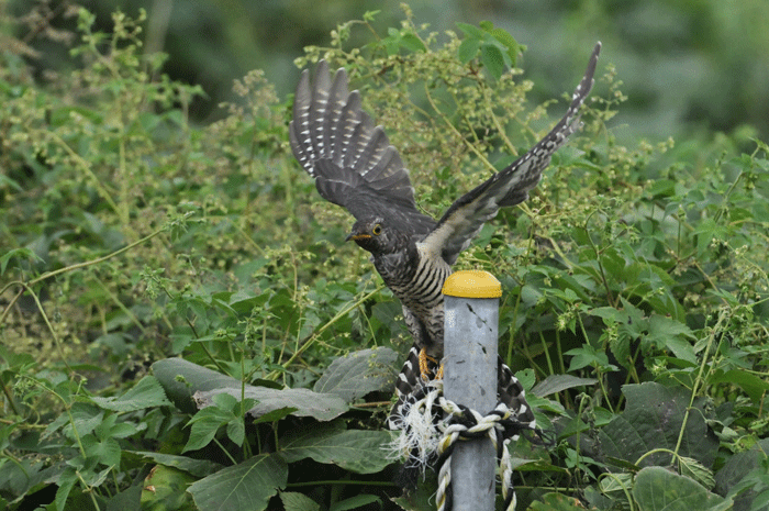 河原の鳥さん　＜筒鳥＞_e0248688_17523293.gif