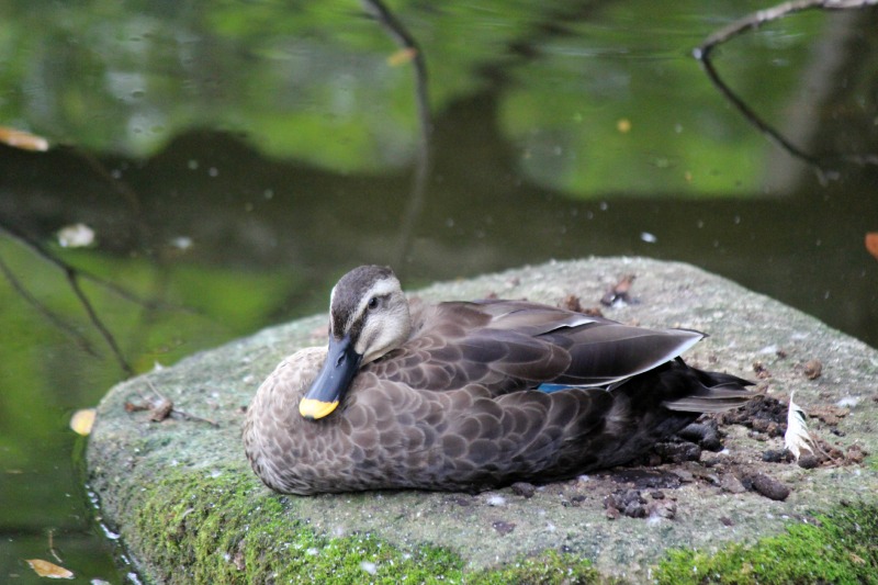 大池のオシドリ@千葉市動物公園_a0127090_21472227.jpg