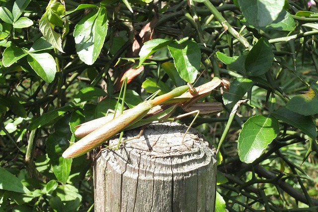 e0070891_1341498.jpg