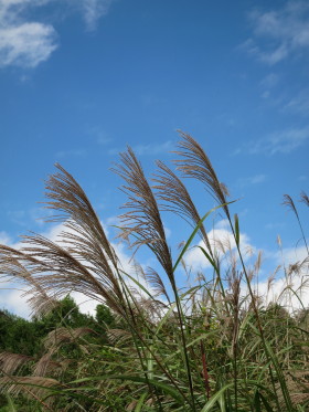 秋なのか、夏の日差し・・・。_c0172698_21291693.jpg