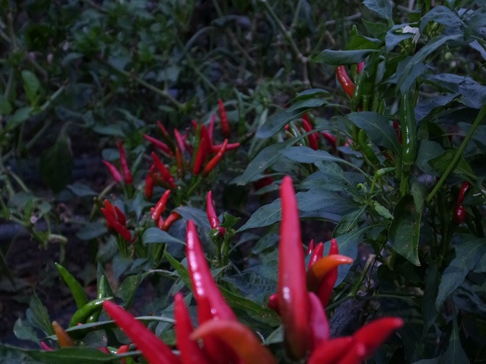 c0049299_22255483.jpg