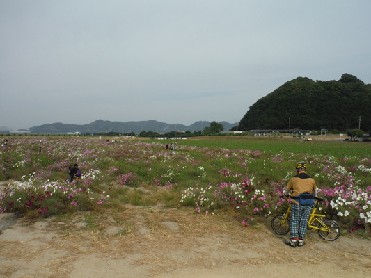 笠岡コスモス&ラーメンサイクリング_c0132901_18124034.jpg