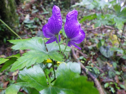 f0187402_8418100.jpg