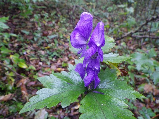 f0187402_852547.jpg