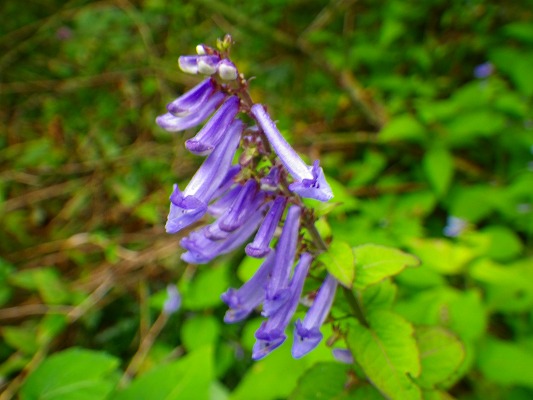 f0187402_869100.jpg