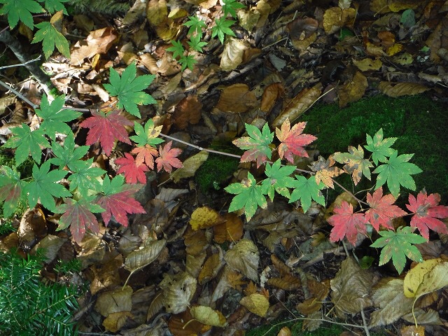 b0326303_00164514.jpg