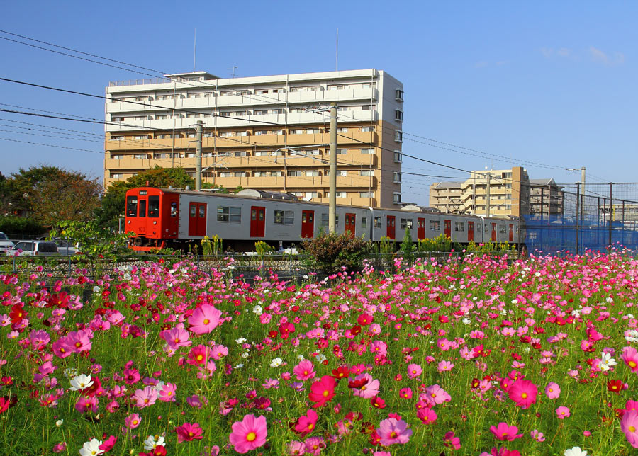 ｊｒ筑肥線 周船寺駅のコスモス 九州ロマンチック街道