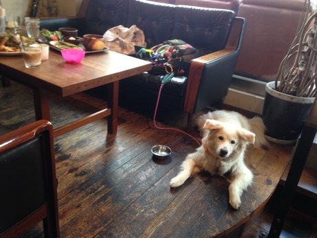 アネアカフェ 参宮橋店 Islay And Pals アイラと素敵な仲間達blog Islay The Mutt アネアカフェ 参宮橋店 Islay And Pals アイラと素敵な仲間達blog Islay The Mutt