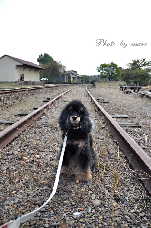 コスモスが揺れる小湊鉄道 上総鶴舞駅♪♪　（相棒 待ちぼうけロケ地）_e0160417_16144153.jpg