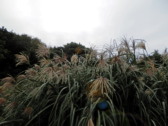 a0119827_032916.gif