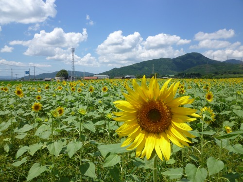 みなみの里　福岡の観光＆グルメ_d0086228_20492927.jpg