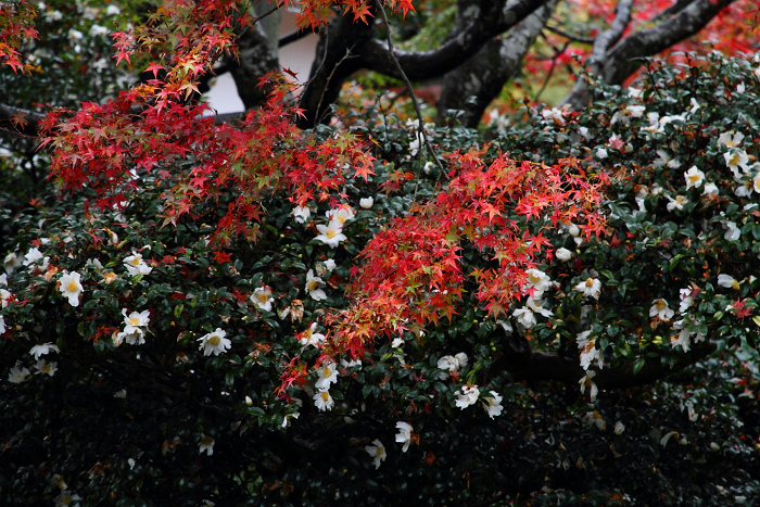 そうだ 京都、行こう －2014年紅葉　鷹峯・源光庵（後編）－_b0169330_2363012.jpg