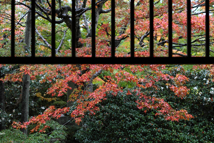 そうだ 京都、行こう －2014年紅葉　鷹峯・源光庵（後編）－_b0169330_237534.jpg