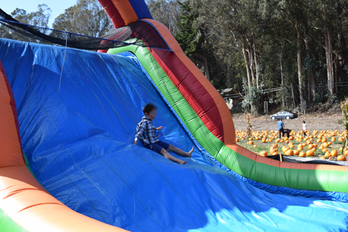 2014年 Pumpkin patch near Half Moon Bay_f0108332_9593682.jpg