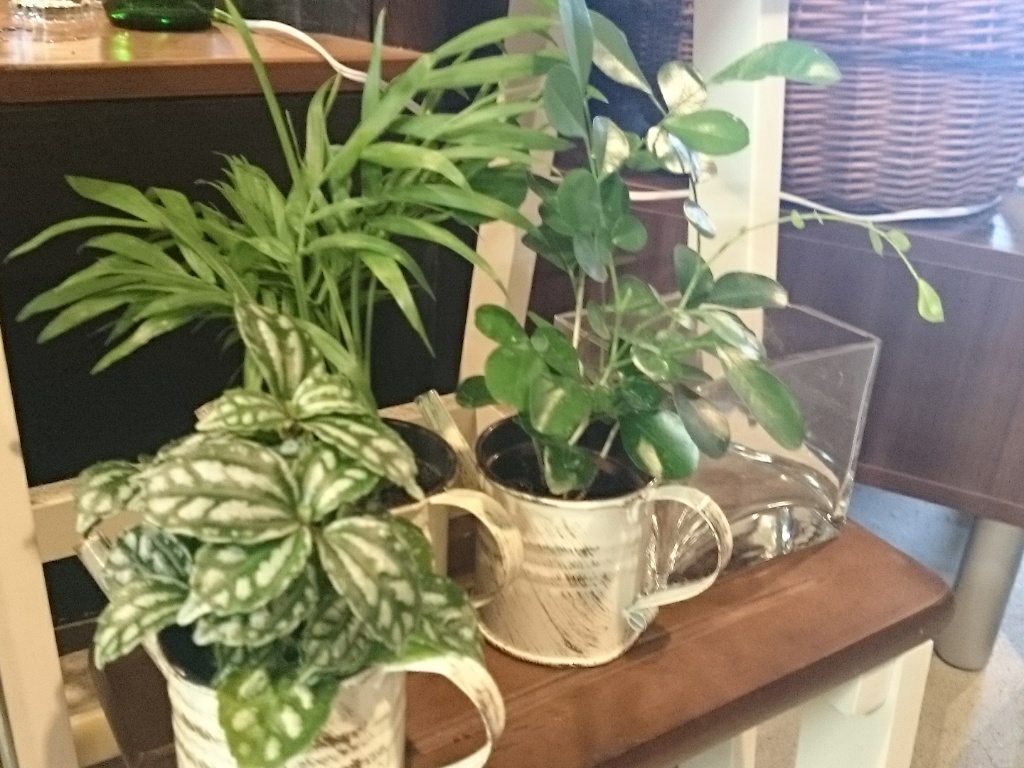 f0238332_1157269.jpg