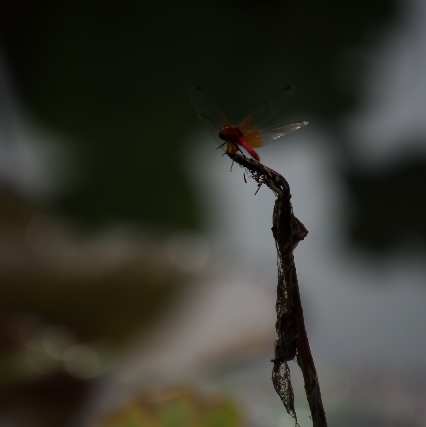 秋色蓮華寺池公園Ⅷ：枯蓮と赤とんぼ_c0309734_06281096.jpg