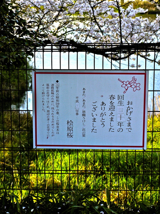 桧原桜 A B C 桧原桜 A B C