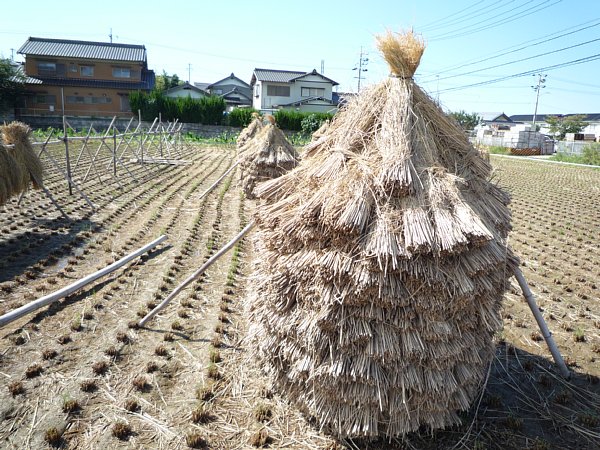 14年10月12日 稲刈りあとの 積みわら 今日の風に吹かれましょう
