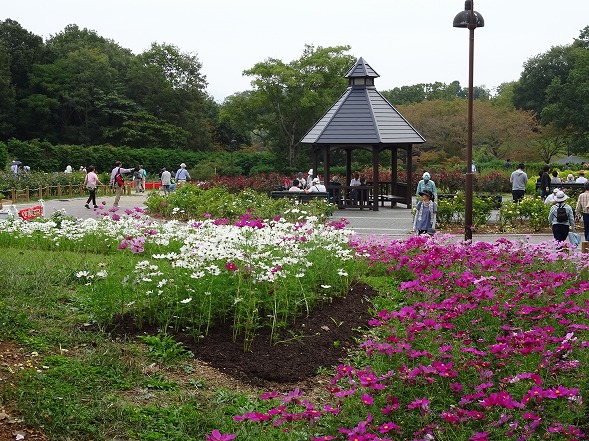 馬見広陵公園フラワーフェスタ「ダリア花じゅうたん」_b0299042_20465323.jpg