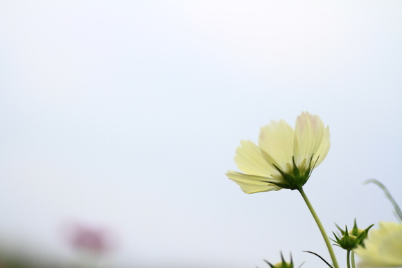 好きな花だから。。。_c0261349_22315697.jpg