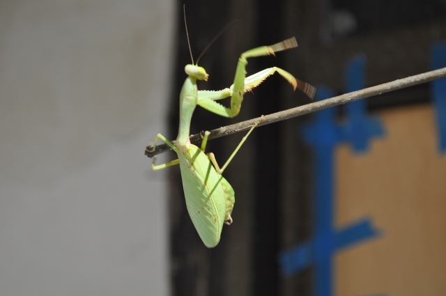 カマキリの動き_d0177849_07144821.jpg