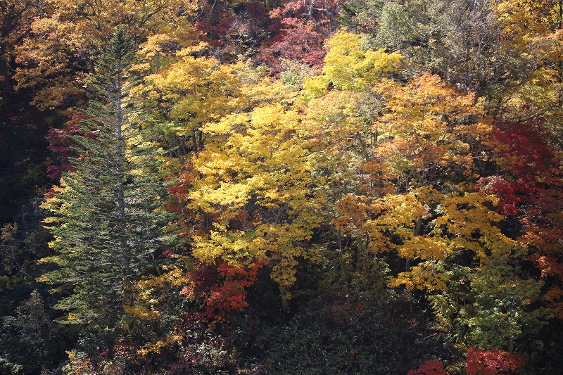 １０月１２日　新見温泉~蘭越へ　　見事な紅葉_b0250154_21201473.jpg