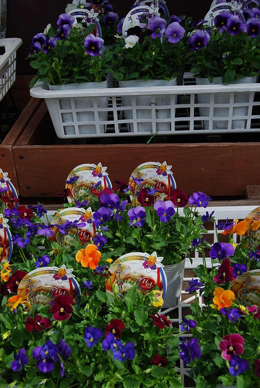 さぁ、、植え替えです!_a0201358_12501595.jpg