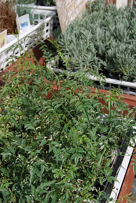 さぁ、、植え替えです!_a0201358_1374719.jpg