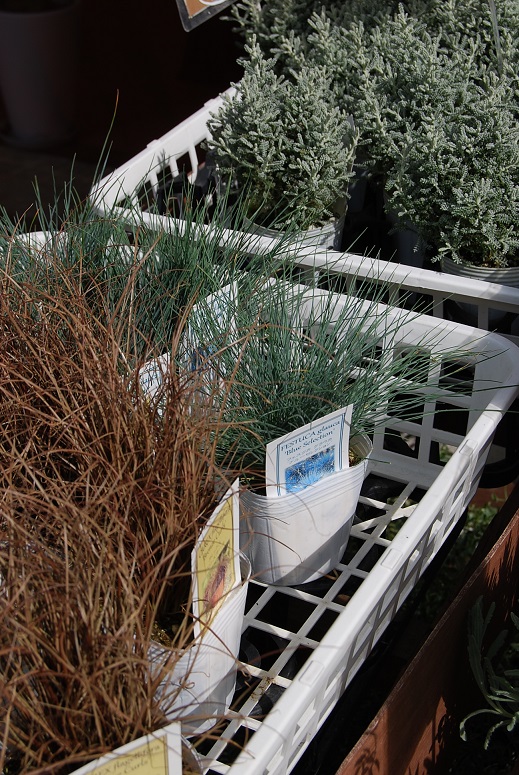 さぁ、、植え替えです!_a0201358_138195.jpg