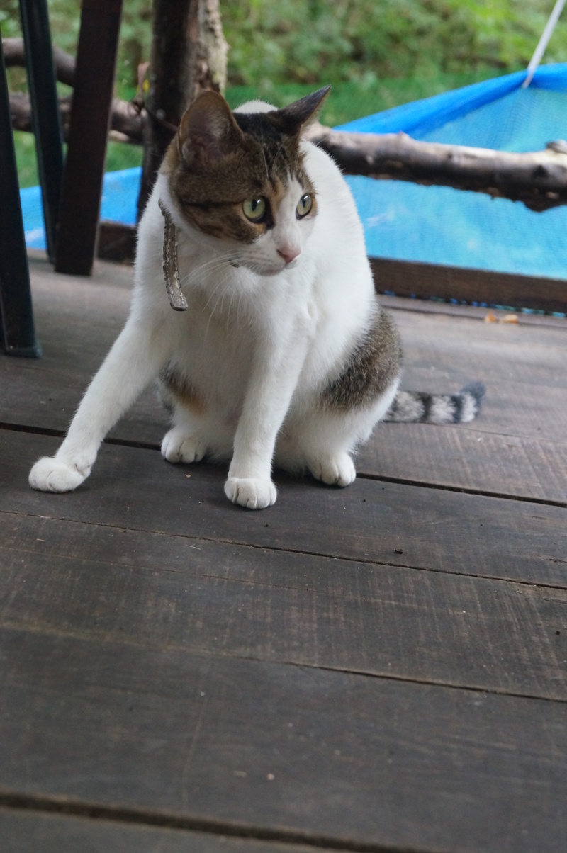 カフェテラス空の看板猫さくら たんぶーらんの戯言
