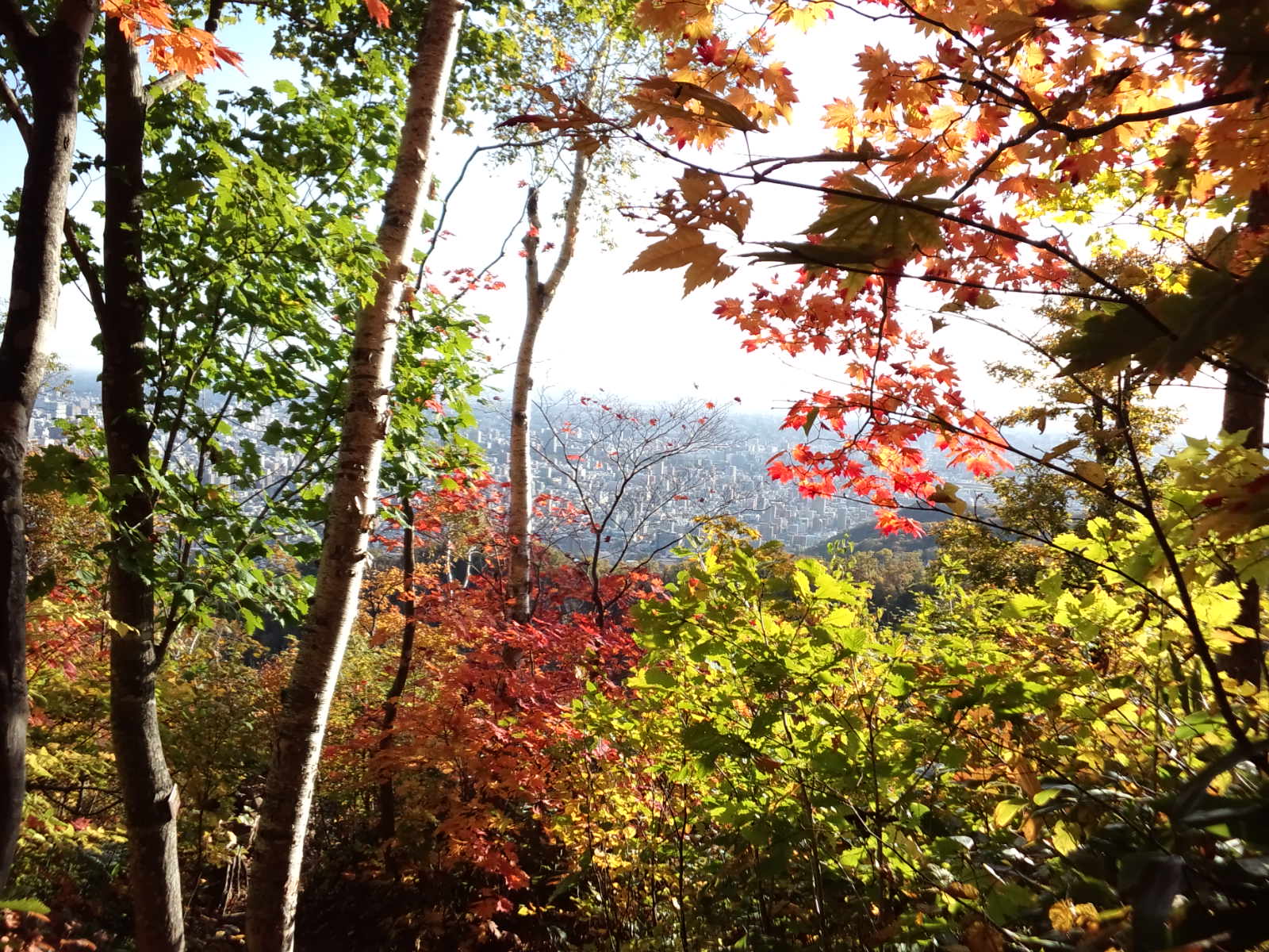 藻岩山の紅葉 : 森と雪の中のアトリエ