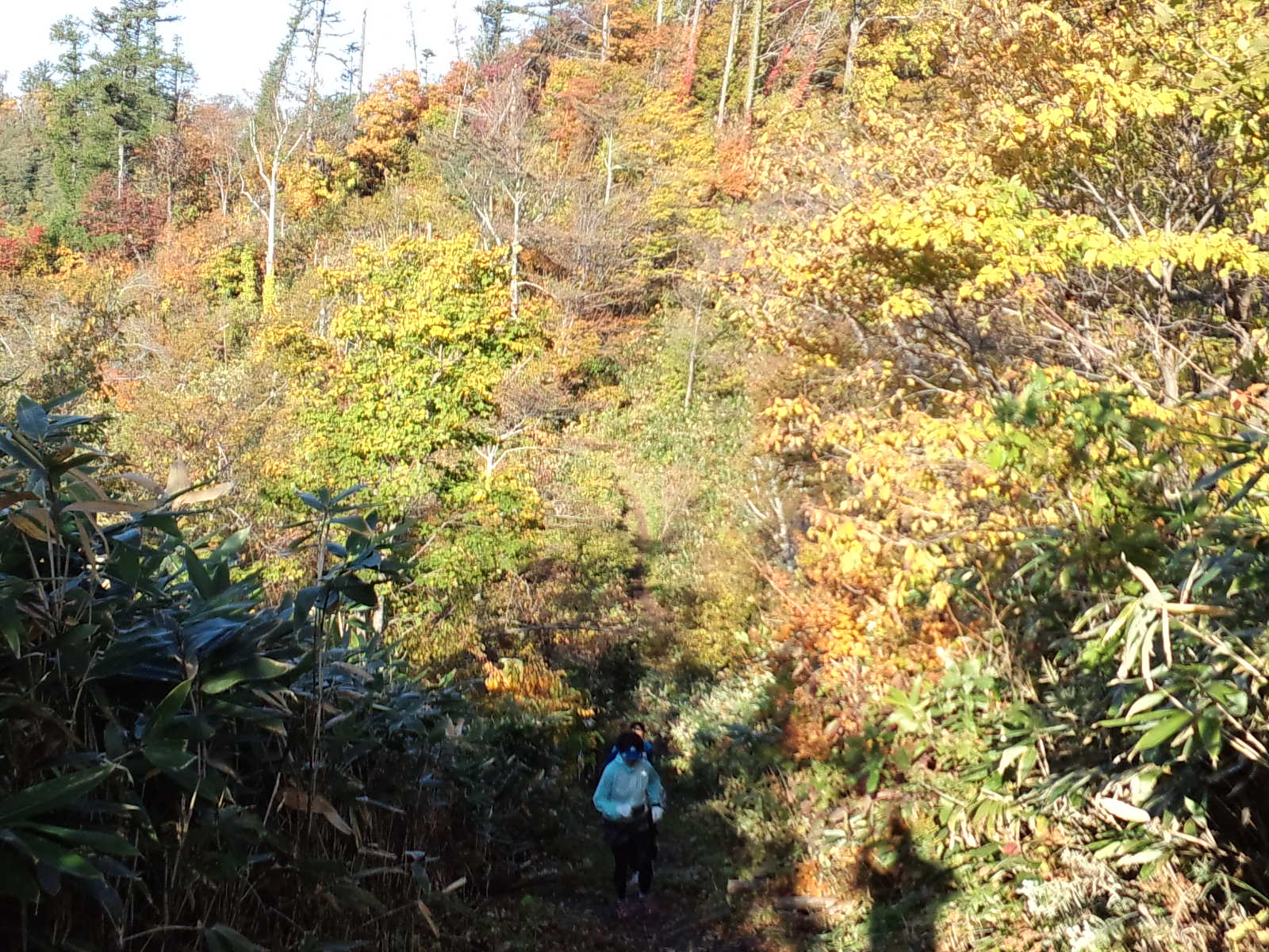 藻岩山の紅葉 : 森と雪の中のアトリエ