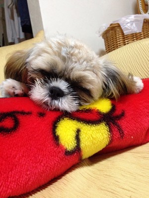 プチ便り(親バカばぁばバカ )_a0206870_1151655.jpg