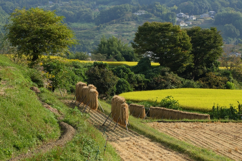 はざかけのある風景 明日香ふぉと はざかけのある風景 明日香ふぉと