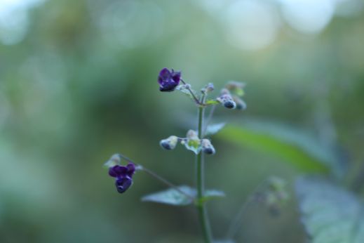 20141012 風吹大池、秋を彩る植物たち_b0013099_22590691.jpg