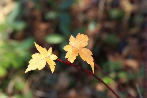 20141012 風吹大池、秋を彩る植物たち_b0013099_23043079.jpg