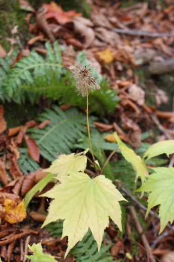 20141012 風吹大池、秋を彩る植物たち_b0013099_23081483.jpg