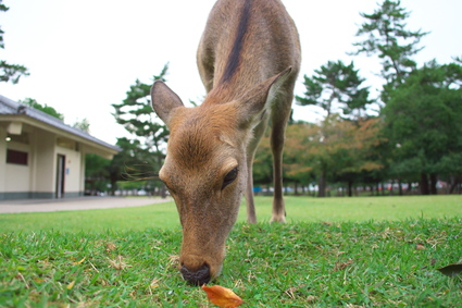 奈良公園の鹿_a0285603_16153075.jpg