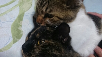 臭いアイツがやって来た。_b0334704_17484771.jpg
