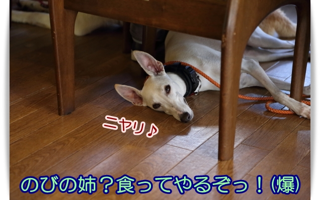 e0100007_1946049.jpg