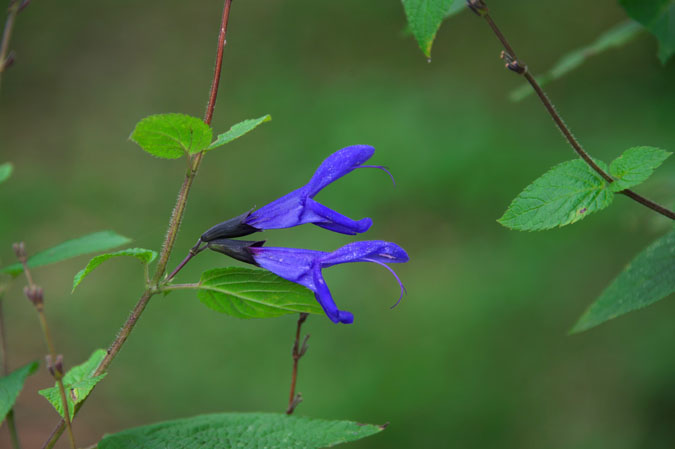 花之江の郷の秋の花々1_a0263109_17343694.jpg