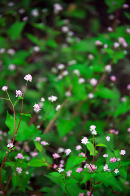 花之江の郷の秋の花々1_a0263109_17361491.jpg