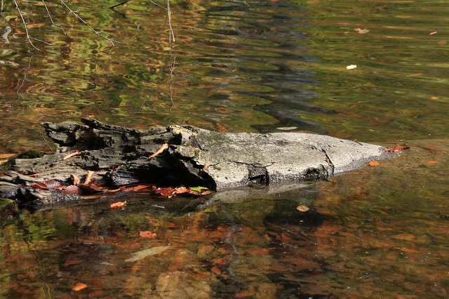 e0242721_81844.jpg